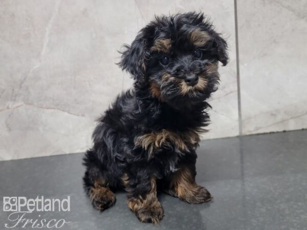 Yorkiepoo-DOG-Male-Black and Tan-27785-Petland Frisco, Texas