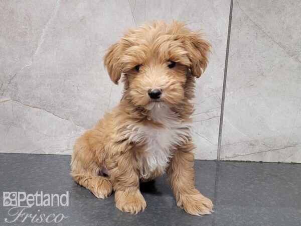 Yorkiepoo-DOG-Male-Apricot and White-27783-Petland Frisco & Mckinney, Texas