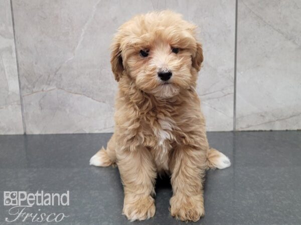 Yorkiepoo-DOG-Male-Apricot-27782-Petland Frisco, Texas