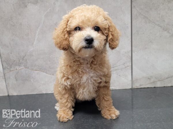 Bichonpoo-DOG-Female-Tan-27781-Petland Frisco & Mckinney, Texas