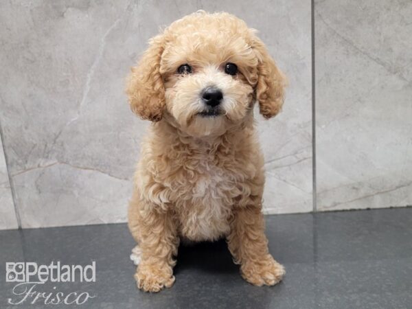 Bichonpoo DOG Female Tan 27781 Petland Frisco, Texas