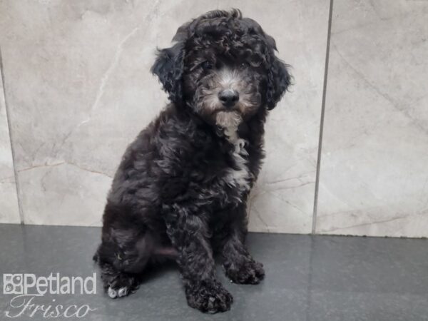 Bichonpoo DOG Male Black and White 27780 Petland Frisco, Texas