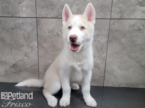 Siberian Husky-DOG-Male-Red and White-27779-Petland Frisco & Mckinney, Texas