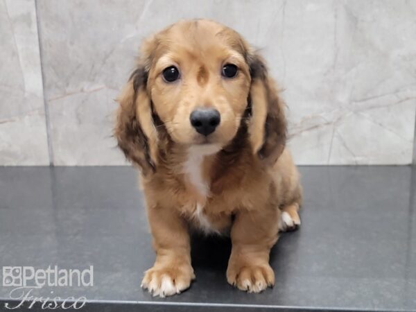 Miniature Dachshund-DOG-Male-Red-27778-Petland Frisco & Mckinney, Texas