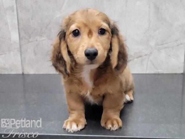 Miniature Dachshund-DOG-Male-Red-27778-Petland Frisco, Texas