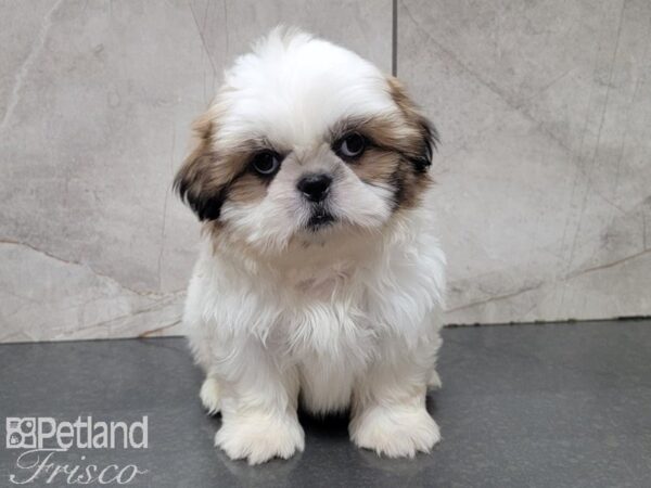 Shih Tzu-DOG-Male-Brown and White-27776-Petland Frisco & Mckinney, Texas