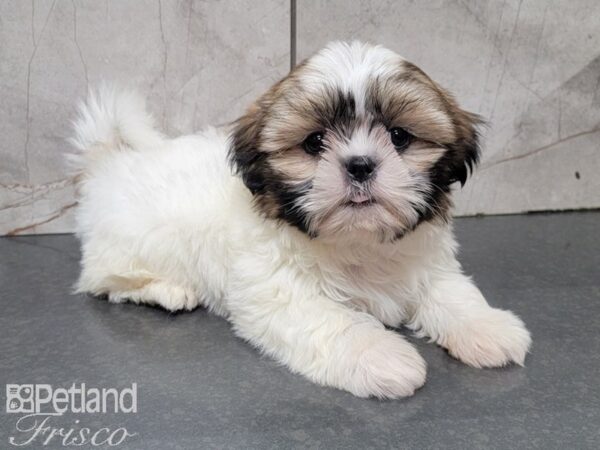 Shih Tzu DOG Female Brown and White 27775 Petland Frisco & Mckinney, Texas