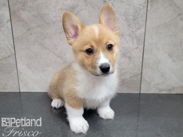 Pembroke Welsh Corgi-DOG-Male-Red and White-27774-Petland Frisco, Texas