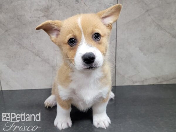 Pembroke Welsh Corgi-DOG-Male-Red and White-27773-Petland Frisco & Mckinney, Texas