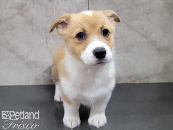 Pembroke Welsh Corgi-DOG-Female-Red and White-27772-Petland Frisco, Texas