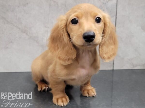 Miniature Dachshund-DOG-Female-RED-27770-Petland Frisco & Mckinney, Texas