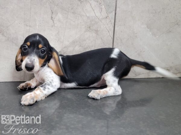 Miniature Dachshund-DOG-Male-Black and White-27769-Petland Frisco & Mckinney, Texas