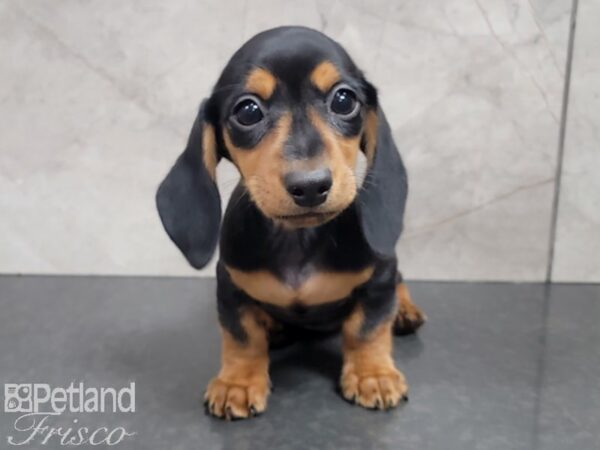 Miniature Dachshund-DOG-Female-Black and Tan-27768-Petland Frisco & Mckinney, Texas