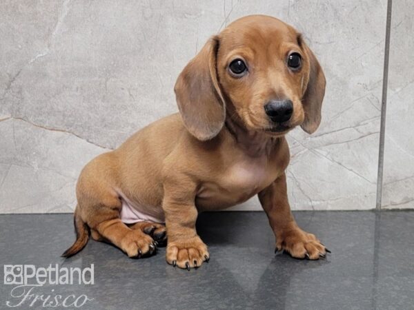 Miniature Dachshund-DOG-Male-Red-27767-Petland Frisco & Mckinney, Texas