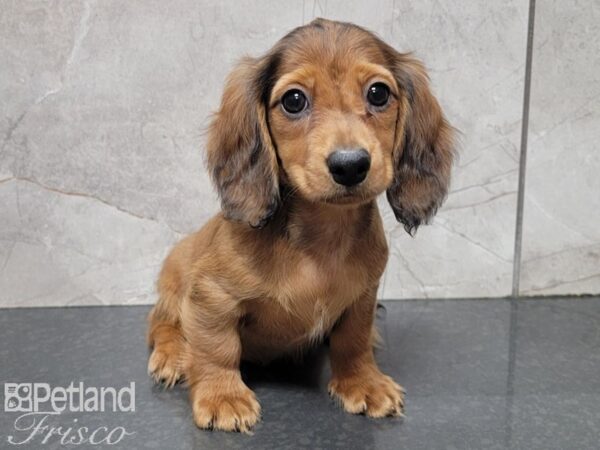Miniature Dachshund-DOG-Female-Red-27766-Petland Frisco & Mckinney, Texas