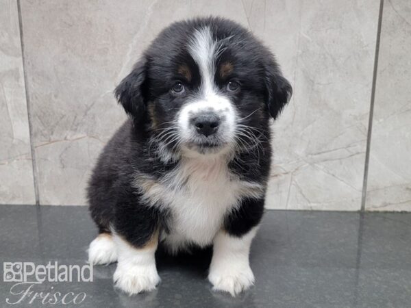 Miniature Australian Shepherd-DOG-Male-BLK TRI-27840-Petland Frisco, Texas