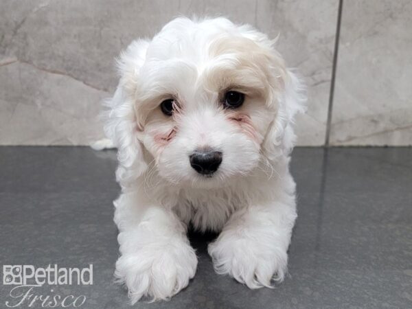 Cava Chon-DOG-Male-BLENHIEM-27837-Petland Frisco, Texas