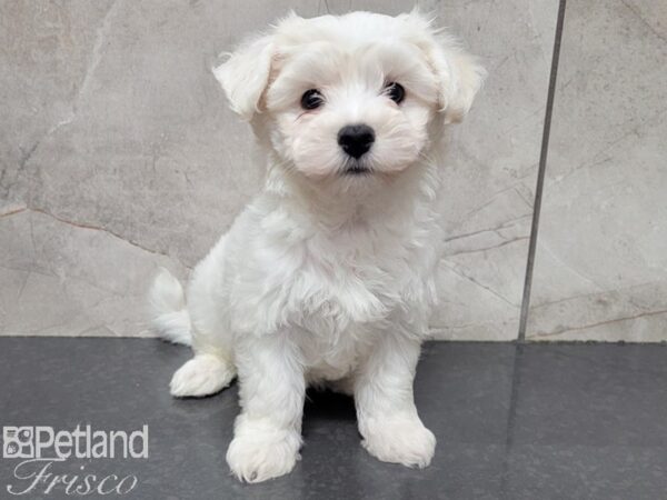 Maltese DOG Male WHITE 27835 Petland Frisco & Mckinney, Texas