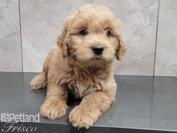 F1 Mini Goldendoodle-DOG-Male-RED-27834-Petland Frisco, Texas