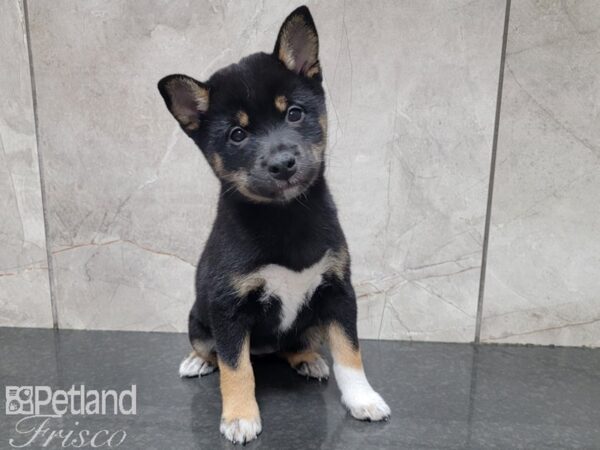 Shiba Inu-DOG-Female-BLK TAN-27833-Petland Frisco & Mckinney, Texas