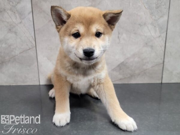 Shiba Inu-DOG-Male-RED-27832-Petland Frisco & Mckinney, Texas