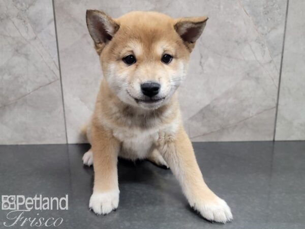 Shiba Inu-DOG-Male-RED-27832-Petland Frisco, Texas