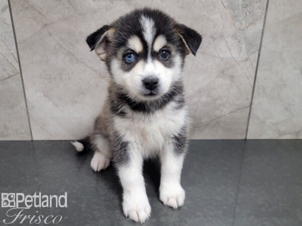 Huskimo DOG Female BLK WH 27829 Petland Frisco, Texas