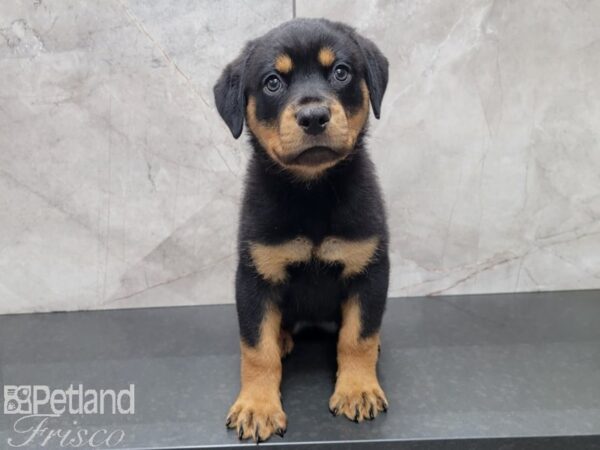 Rottweiler-DOG-Female-Black Tan-27828-Petland Frisco & Mckinney, Texas