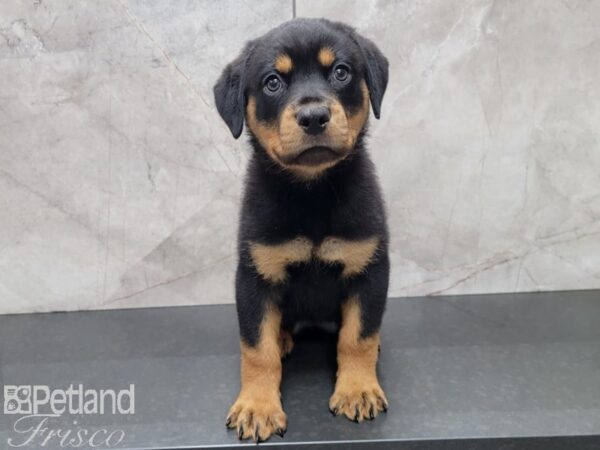 Rottweiler DOG Female Black Tan 27828 Petland Frisco, Texas