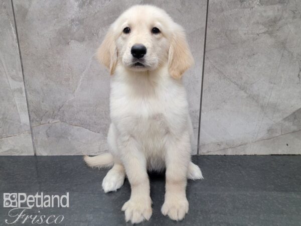 Golden Retriever-DOG-Female-Gold-27827-Petland Frisco & Mckinney, Texas