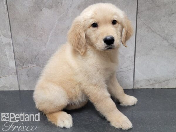Golden Retriever-DOG-Female-Gold-27826-Petland Frisco & Mckinney, Texas