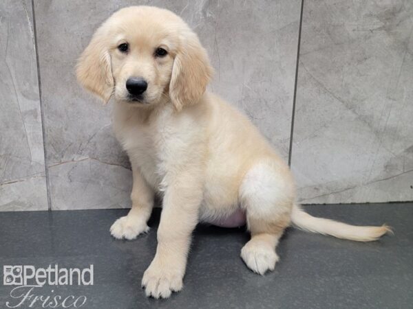 Golden Retriever-DOG-Female-Gold-27825-Petland Frisco & Mckinney, Texas
