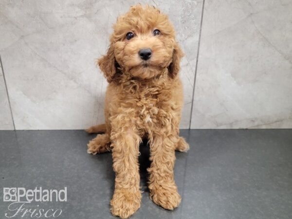 F1B Mini Goldendoodle-DOG-Male-Red-27824-Petland Frisco, Texas