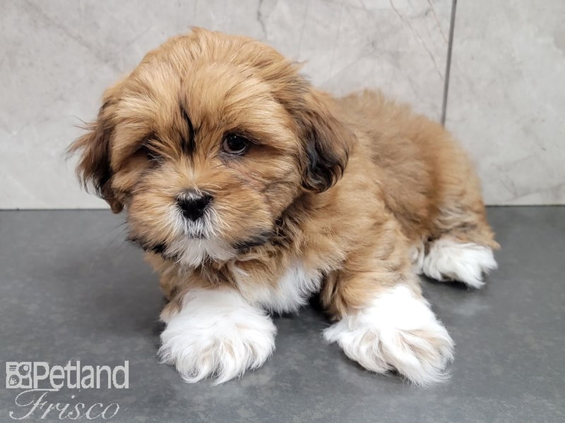 Lhasa ApsoDOGMaleBRN WH3141613Petland Frisco, Texas