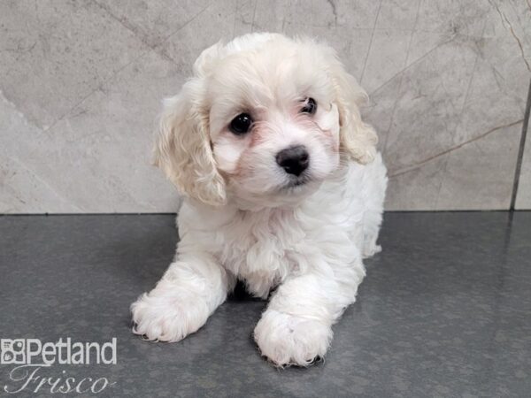 Cock A Poo DOG Female Blenhiem 27839 Petland Frisco, Texas