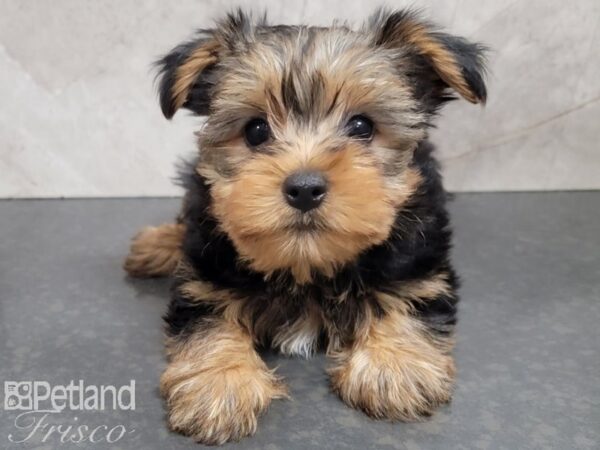 Yorkshire Terrier-DOG-Female-BLK TAN-27836-Petland Frisco & Mckinney, Texas
