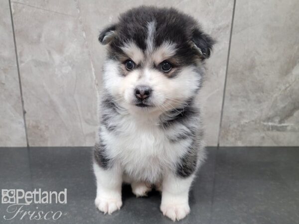 Pomsky DOG Male BLK WH 27830 Petland Frisco & Mckinney, Texas