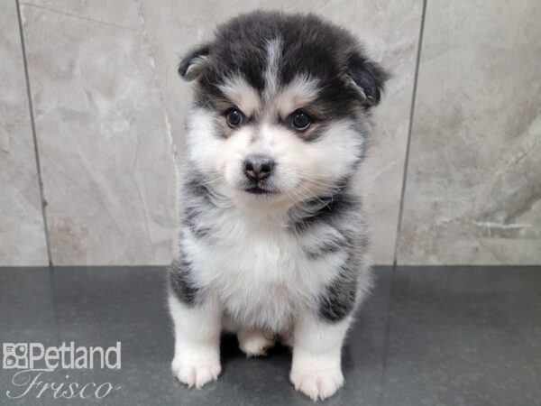 Pomsky DOG Male BLK WH 27830 Petland Frisco, Texas