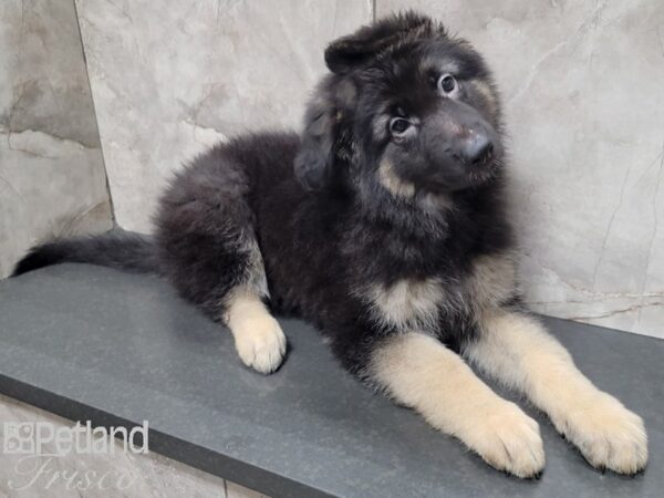 German Shepherd DOG Male Black and Tan 27823 Petland Frisco, Texas