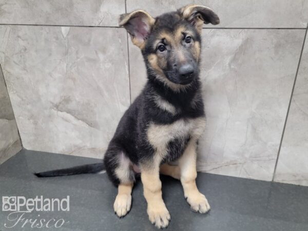 German Shepherd DOG Female Black and Tan 27822 Petland Frisco, Texas