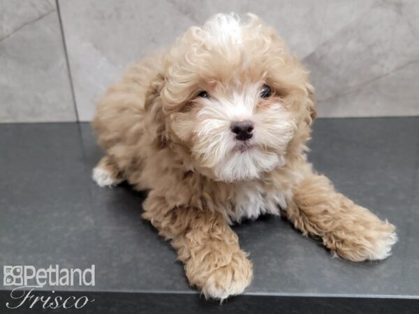 Shih-Poo DOG Female Red 27820 Petland Frisco, Texas