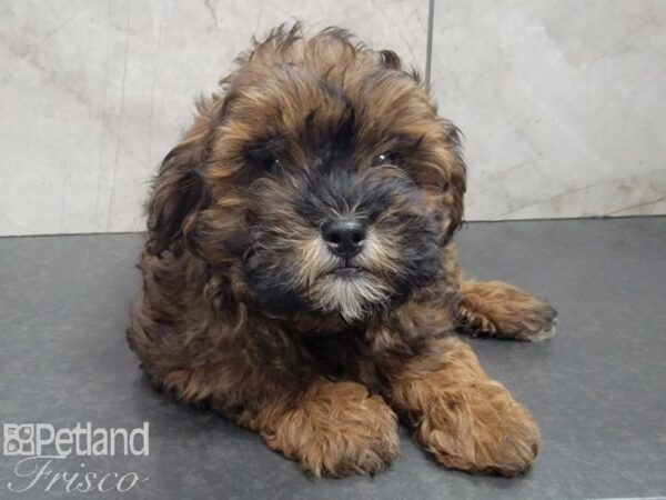 Shih-Poo-DOG-Female-Coffee-27819-Petland Frisco, Texas