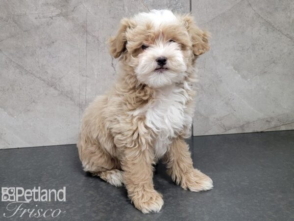 Shih-Poo DOG Male Cream and White 27818 Petland Frisco, Texas