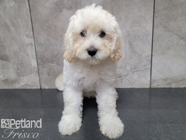 F1B Mini Labradoodle DOG Male Cream 27816 Petland Frisco, Texas