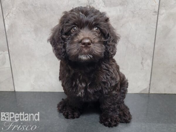 F1B Mini Labradoodle-DOG-Female-Chocolate-27815-Petland Frisco, Texas