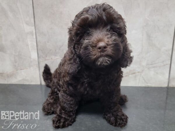 F1B Mini Labradoodle-DOG-Female-Chocolate-27814-Petland Frisco, Texas