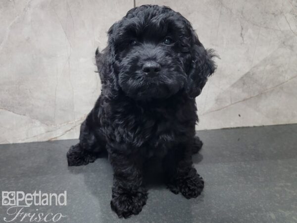 F1B Mini Labradoodle DOG Female Black 27846 Petland Frisco, Texas