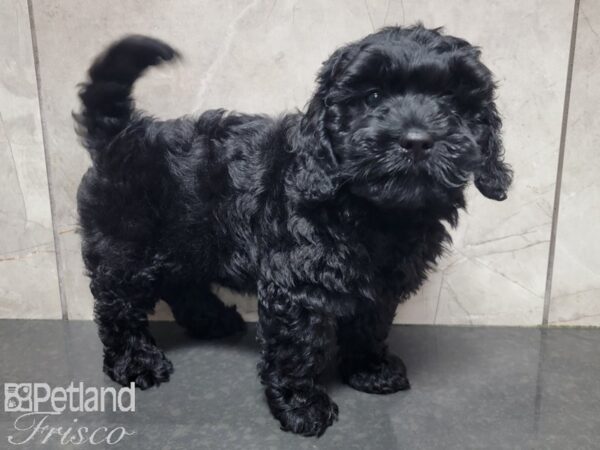 F1B Mini Labradoodle DOG Male Black 27847 Petland Frisco, Texas