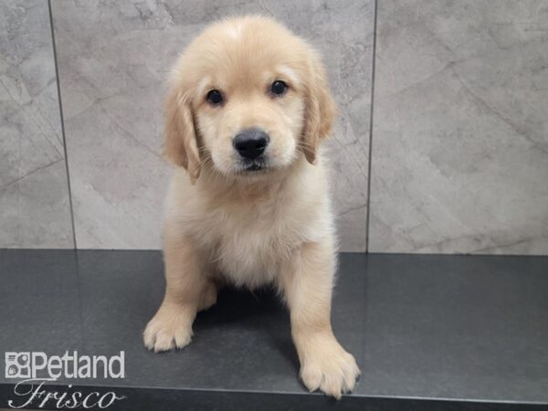 Golden Retriever-DOG-Male-Golden-27848-Petland Frisco & Mckinney, Texas