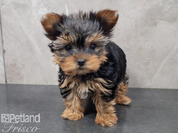 Yorkshire Terrier-DOG-Female-Black and Tan-27849-Petland Frisco & Mckinney, Texas
